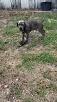 Gray brindle , a male Cane Corso for sale in Orlando, FL – 2 of 3