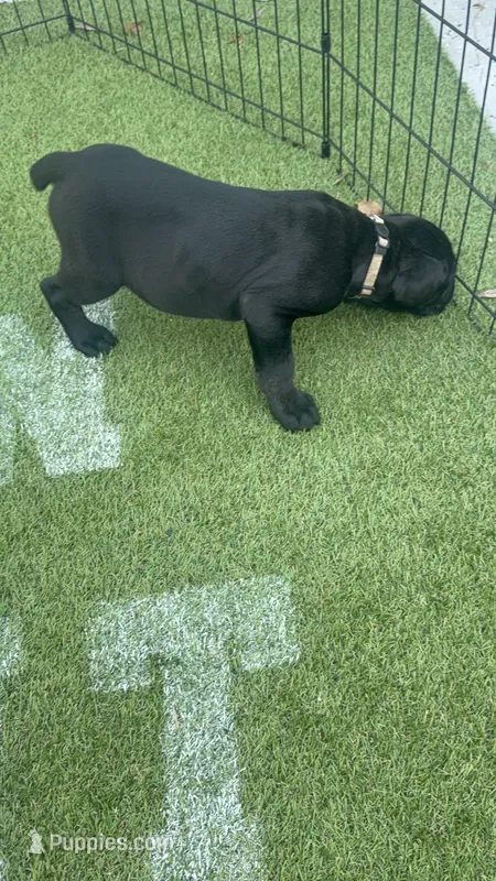 White collar , a female Cane Corso for sale in Orlando, FL – 1 of 2