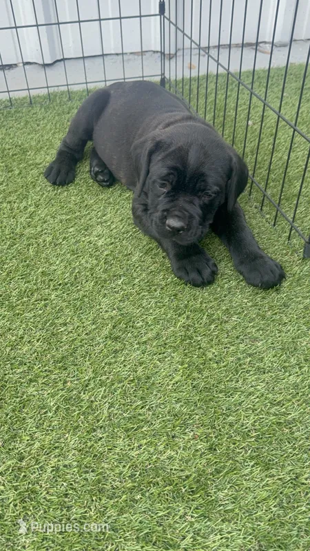 Fl. green, a male Cane Corso for sale in Orlando, FL – 1 of 2