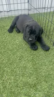 Fl. green, a male Cane Corso for sale in Orlando, FL – 1 of 2