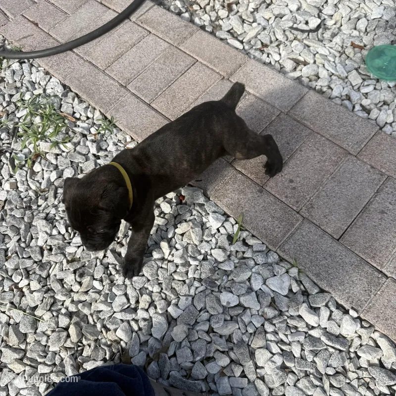 Brindle  – Cane Corso puppy for sale in Orlando, FL