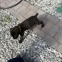 Brindle , a male Cane Corso for sale in Orlando, FL – Photo 1 of 2
