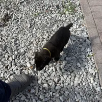 Brindle , a male Cane Corso for sale in Orlando, FL – Photo 2 of 2