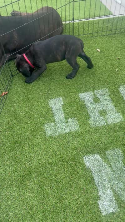 Red collar , a female Cane Corso for sale in Orlando, FL – 1 of 1