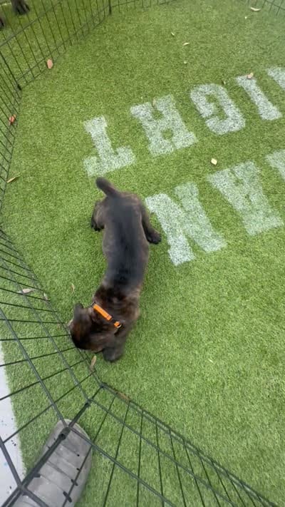 Orange collar , a female Cane Corso for sale in Orlando, FL – 1 of 1