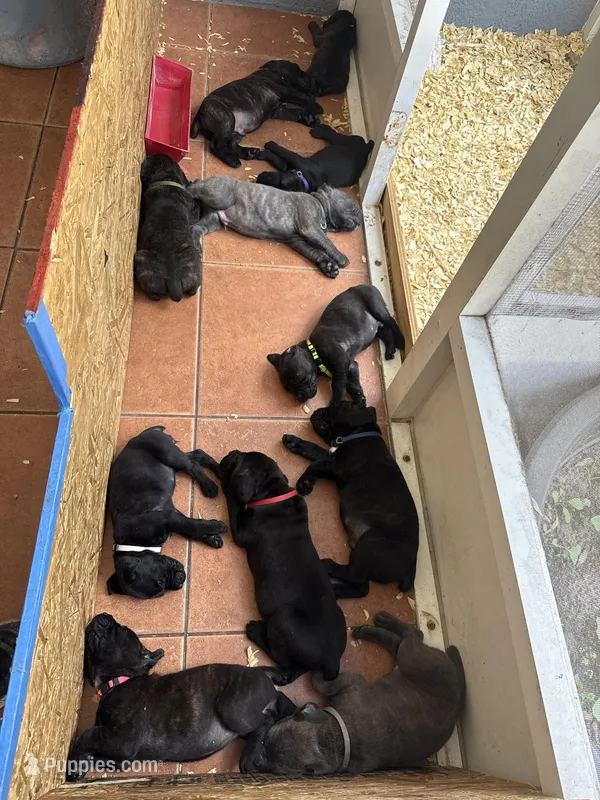 Cane Corso – Cane Corso puppy for sale in Orlando, FL