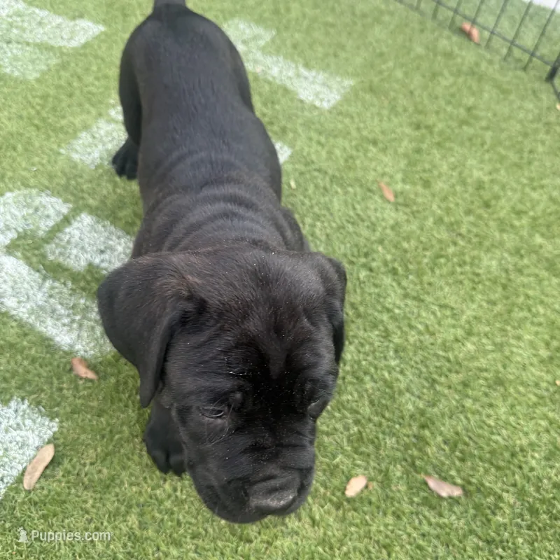 Blue collar  – Cane Corso puppy for sale in Orlando, FL