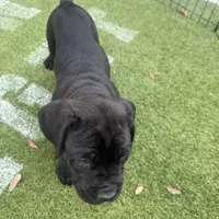 Blue collar , a male Cane Corso for sale in Orlando, FL – 1 of 2