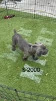 Gray brindle , a male Cane Corso for sale in Orlando, FL – 2 of 3