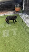 Pink collar , a female Cane Corso for sale in Orlando, FL – 2 of 3