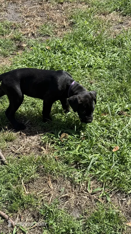Purple collar  – Cane Corso puppy for sale in Orlando, FL