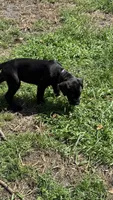 Purple collar , a female Cane Corso for sale in Orlando, FL – 1 of 3