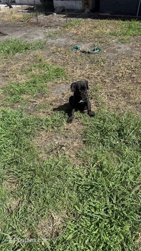 Pink collar  – Cane Corso puppy for sale in Orlando, FL