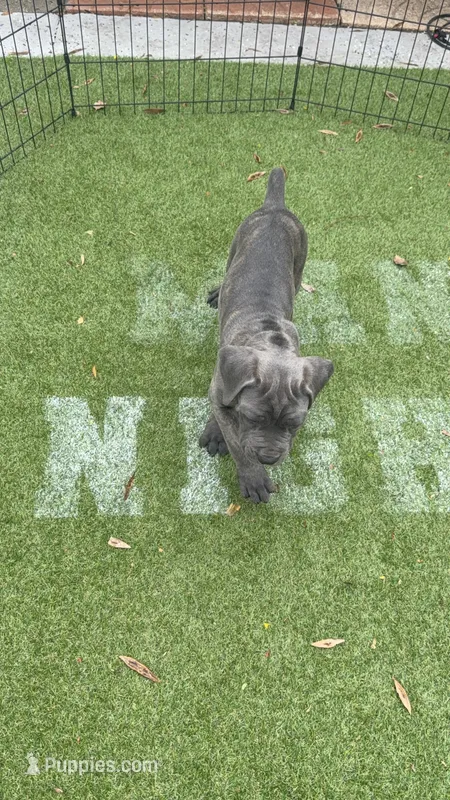 Gray brindle  – Cane Corso puppy for sale in Orlando, FL