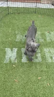 Gray brindle , a male Cane Corso for sale in Orlando, FL – 1 of 3