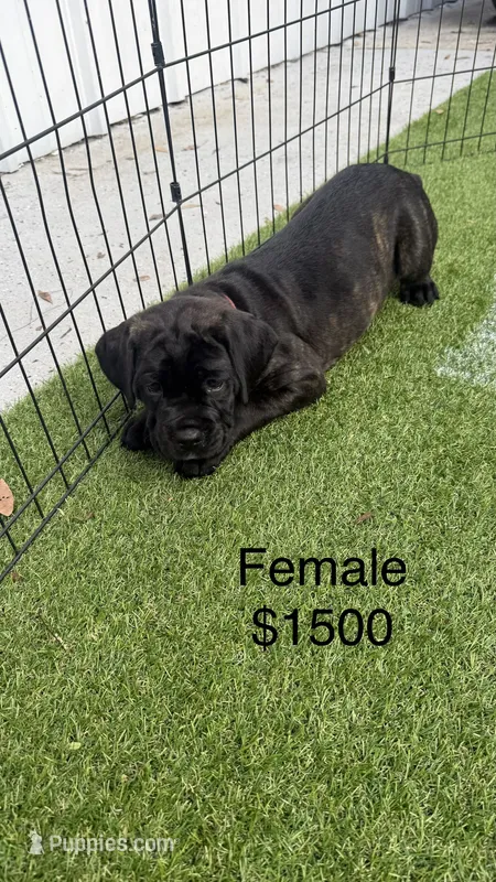 Pink collar  – Cane Corso puppy for sale in Orlando, FL