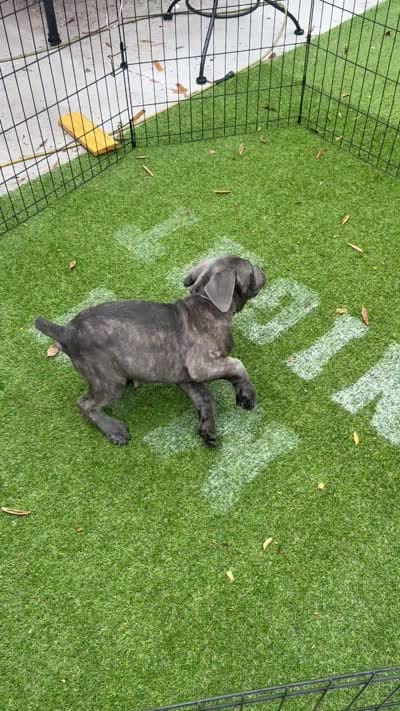 Gray brindle , a male Cane Corso for sale in Orlando, FL – 3 of 3