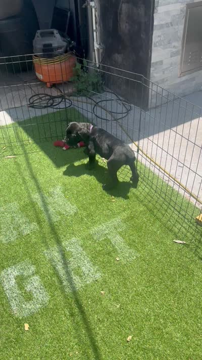 Purple collar , a female Cane Corso for sale in Orlando, FL – 3 of 3