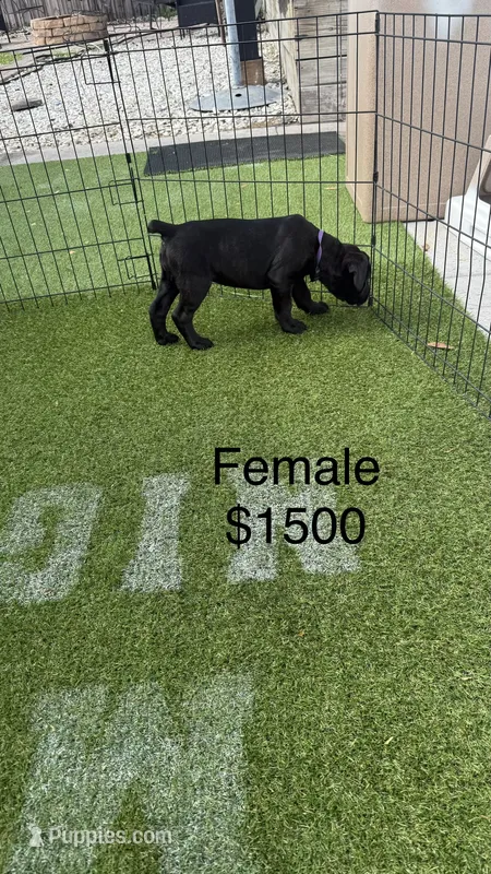 Purple collar  – Cane Corso puppy for sale in Orlando, FL