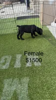Purple collar , a female Cane Corso for sale in Orlando, FL – 1 of 4
