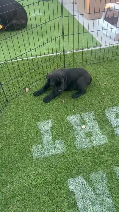 Yellow collar, a male Cane Corso for sale in Orlando, FL – 1 of 1