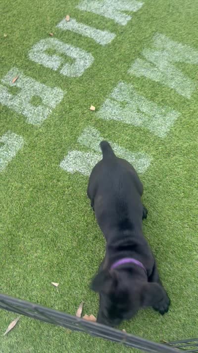 Purple collar , a female Cane Corso for sale in Orlando, FL – 1 of 1