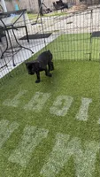 Purple collar , a female Cane Corso for sale in Orlando, FL – 2 of 4