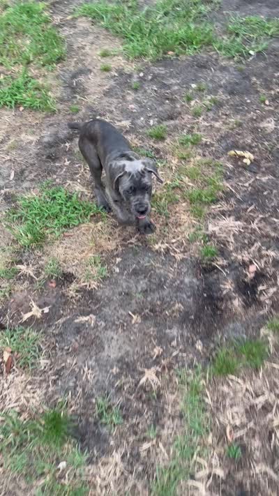 Gray brindle , a male Cane Corso for sale in Orlando, FL – 3 of 3