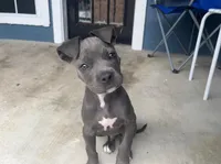 Tux, a male Cane Corso for sale in White Settlement, TX – Photo 4 of 4