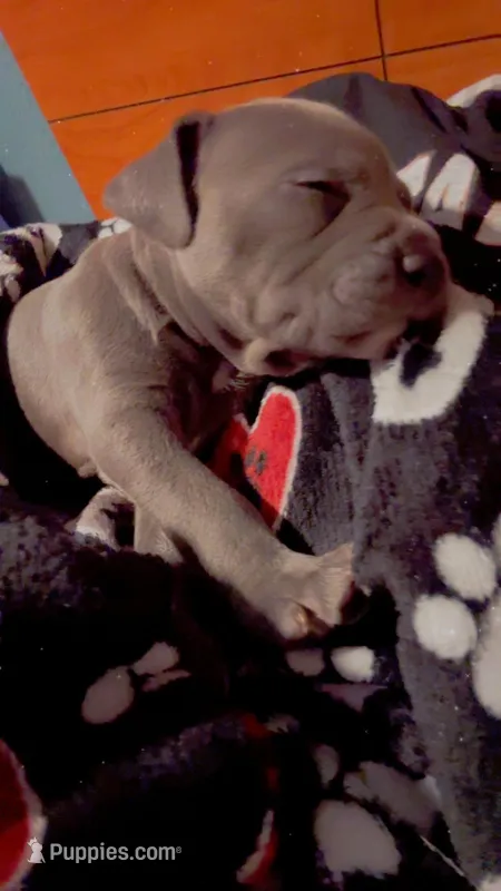 Tux – Cane Corso puppy for sale in White Settlement, TX