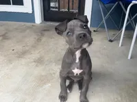 Tux, a male Cane Corso for sale in White Settlement, TX – Photo 3 of 4