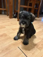 Boxer , a male Miniature Schnauzer for sale in Palmdale, CA – Photo 3 of 5