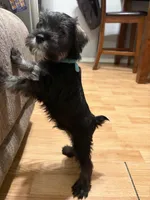 Boxer , a male Miniature Schnauzer for sale in Palmdale, CA – Photo 5 of 5