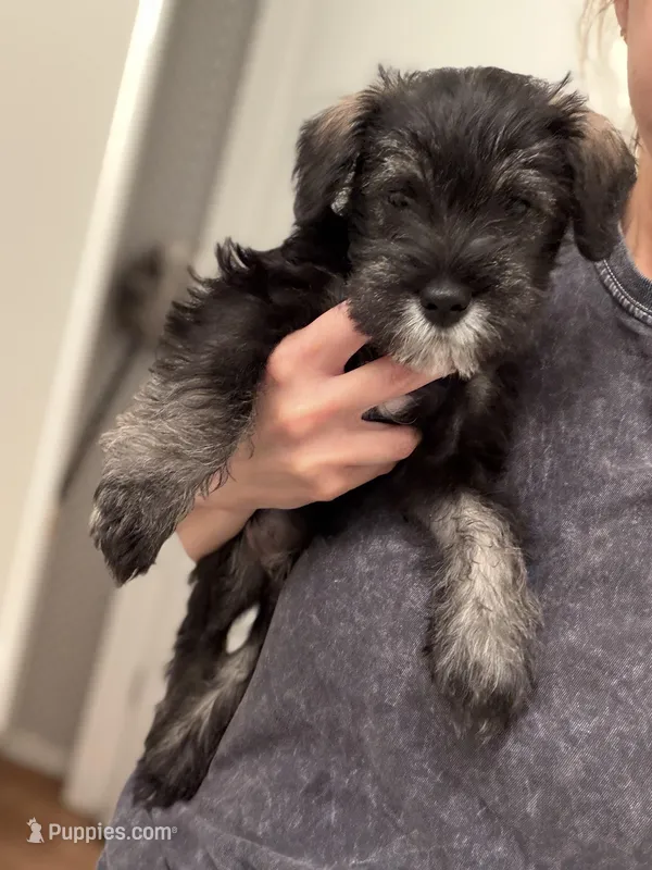 Boxer  – Miniature Schnauzer puppy for sale in Palmdale, CA