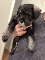 Boxer , a male Miniature Schnauzer for sale in Palmdale, CA – Photo 2 of 5