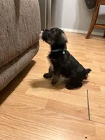 Boxer , a male Miniature Schnauzer for sale in Palmdale, CA – Photo 4 of 5