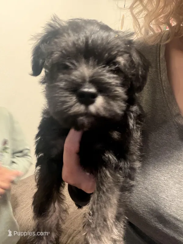 Buddy  – Miniature Schnauzer puppy for sale in Palmdale, CA