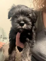 Buddy , a male Miniature Schnauzer for sale in Palmdale, CA – Photo 1 of 3