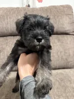 Buddy , a male Miniature Schnauzer for sale in Palmdale, CA – Photo 3 of 3