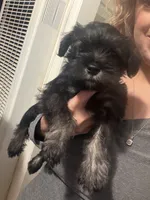 Buddy , a male Miniature Schnauzer for sale in Palmdale, CA – Photo 2 of 3