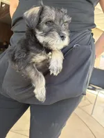 Penelope , a female Miniature Schnauzer for sale in Palmdale, CA – Photo 5 of 6