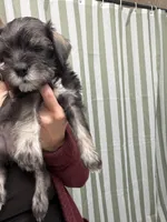 Penelope , a female Miniature Schnauzer for sale in Palmdale, CA – Photo 2 of 6