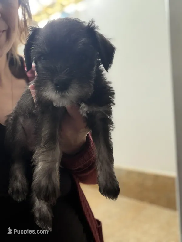 Penelope  – Miniature Schnauzer puppy for sale in Palmdale, CA