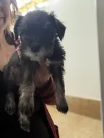 Penelope , a female Miniature Schnauzer for sale in Palmdale, CA – Photo 1 of 6