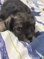 Penelope , a female Miniature Schnauzer for sale in Palmdale, CA – Photo 3 of 6