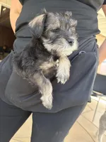 Penelope , a female Miniature Schnauzer for sale in Palmdale, CA – Photo 4 of 6