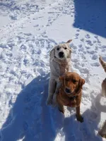 Purple, a female Golden Retriever for sale in Seminole, TX – Photo 4 of 6