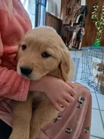 Purple, a female Golden Retriever for sale in Seminole, TX – Photo 1 of 6