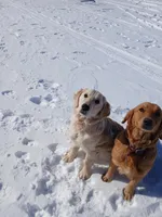 Blue , a male Golden Retriever for sale in Seminole, TX – Photo 8 of 10