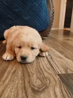 Blue , a male Golden Retriever for sale in Seminole, TX – Photo 4 of 10